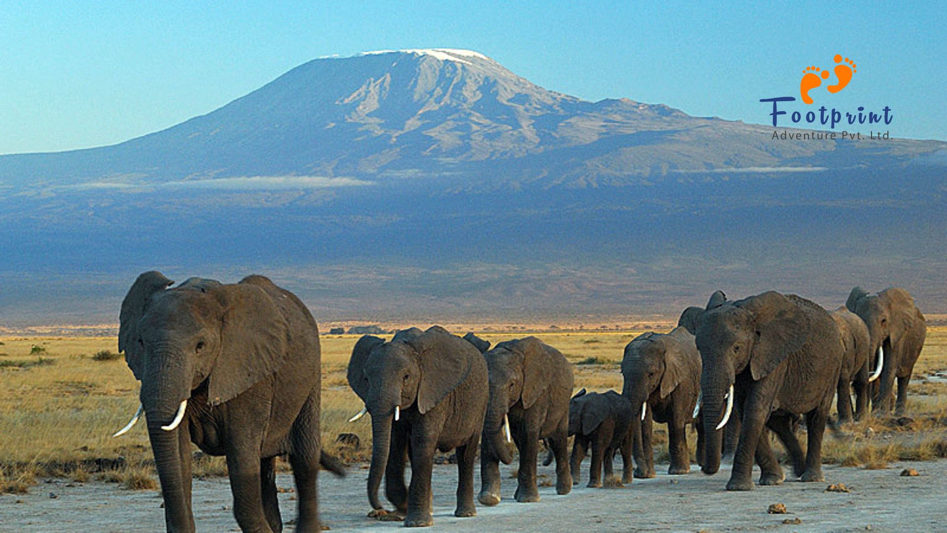 elephent on kilimanjaro national park